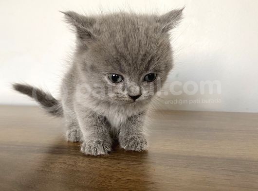 British Shorthair görsel