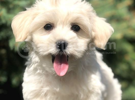 Irkının En Iyisi Maltıpoo Yavrularımız görsel