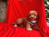 Maltipoo Yavrular