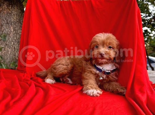 Maltipoo Yavrular görsel