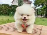 Safkan Teddy Bear Pomeranian Boo Yavrularımız