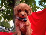 Maltipoo Yavrular