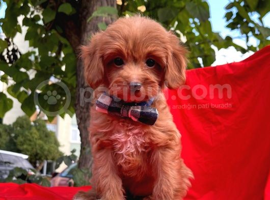 Maltipoo Yavrular görsel
