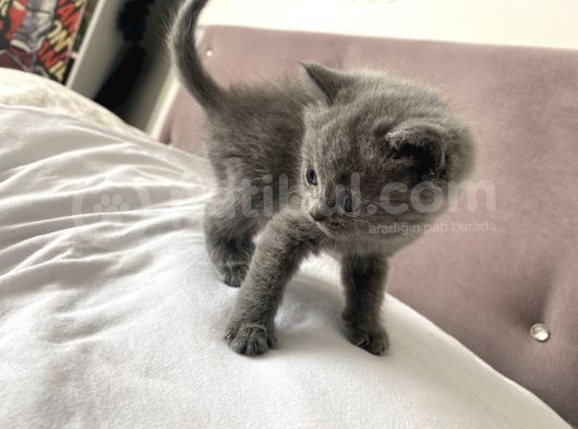 British Shorthair