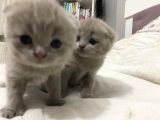Scottish Fold