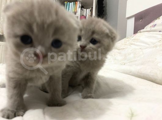 Scottish Fold görsel