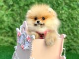 Safkan Teddy Bear Pomerani̇an Boo Yavrularimiz