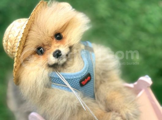 Safkan Teddy Bear Pomerani̇an Boo Yavrularimiz görsel