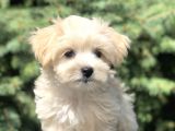 Orjinal Maltipoo Yavrumuz