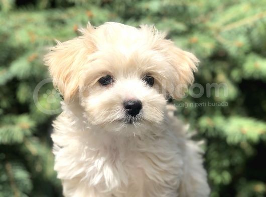 Orjinal Maltipoo Yavrumuz görsel