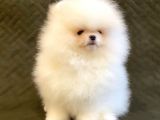 Safkan Teddy Bear Pomerani̇an Boo Yavrularimiz
