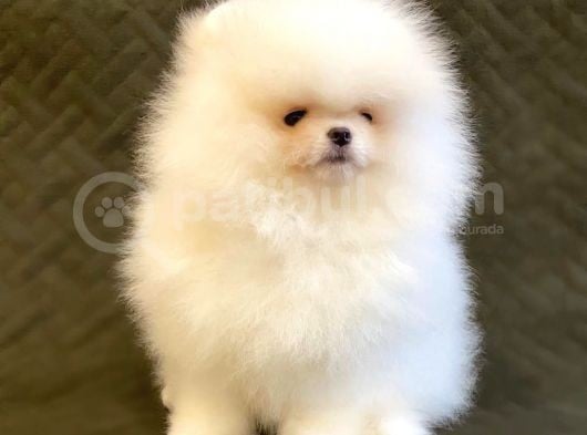 Safkan Teddy Bear Pomerani̇an Boo Yavrularimiz görsel