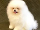 Safkan Teddy Bear Pomerani̇an Boo Yavrularimiz