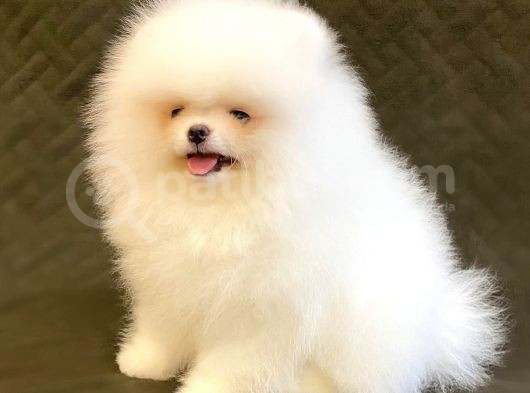 Safkan Teddy Bear Pomerani̇an Boo Yavrularimiz