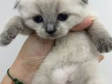 Scottish Fold