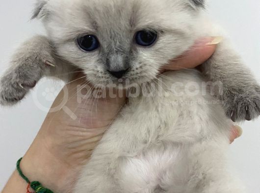 Scottish Fold görsel