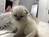 Scottish Fold