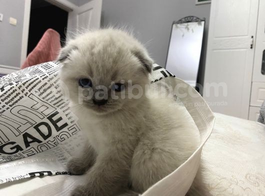 Scottish Fold