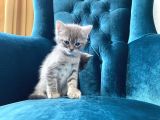 10 Ağustos Doğumlu British Shorthair Yavrularım
