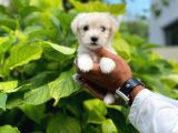 Minik Maltese Terrier