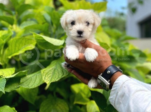 Minik Maltese Terrier