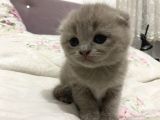 Scottish Fold