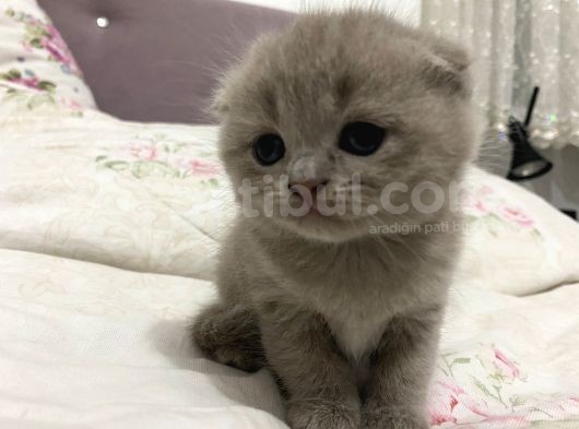 Scottish Fold görsel