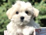 Irkının En Iyisi Maltıpoo Yavrularımız