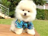 Safkan Teddy Bear Pomeranian Boo Yavrularımız