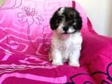 Morkie Yavrular