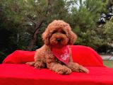 Safkan Toy Poodle Yavrularımız