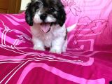 Morkie Yavrular