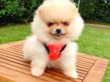 Safkan Teddy Bear Pomeranian Boo Yavrularımız