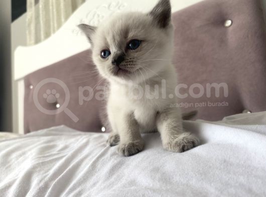 British Shorthair görsel