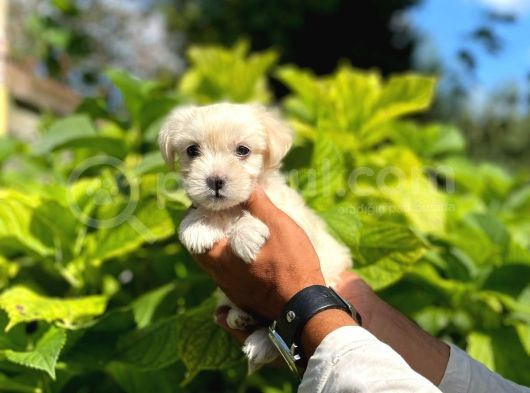 Minik Maltese Terrier görsel