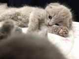 Scottish Fold