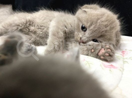 Scottish Fold görsel