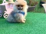Safkan Teddy Bear Pomerani̇an Boo Yavrularimiz