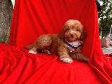 Maltipoo Yavrular