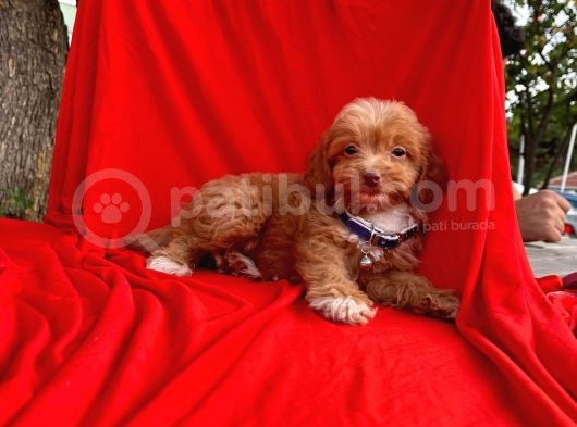 Maltipoo Yavrular görsel