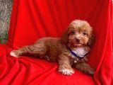 Maltipoo Yavrular