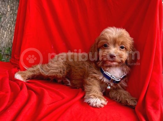 Maltipoo Yavrular görsel