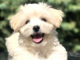 Orjinal Maltipoo Yavrumuz