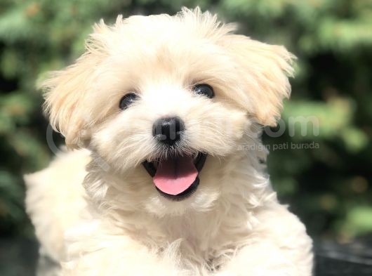 Orjinal Maltipoo Yavrumuz görsel