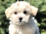 Irkının en Iyisi Maltıpoo Yavrularımız