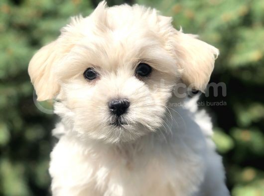 Irkının En Iyisi Maltıpoo Yavrularımız