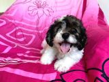 Morkie Yavrular