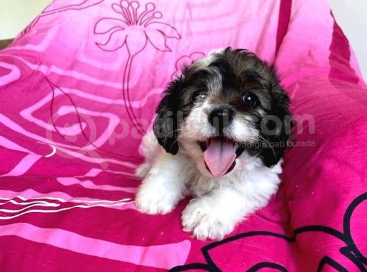 Morkie Yavrular görsel
