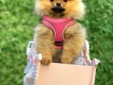 Safkan Teddy Bear Pomerani̇an Boo Yavrularimiz