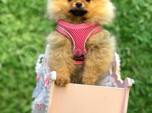 Safkan Teddy Bear Pomerani̇an Boo Yavrularimiz görsel